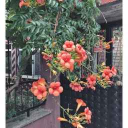 Dünyanın En Kısa Şiir Türü: HAİKU