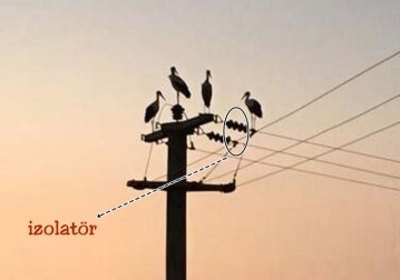 leylekler-elektrik-sebekesinde-25